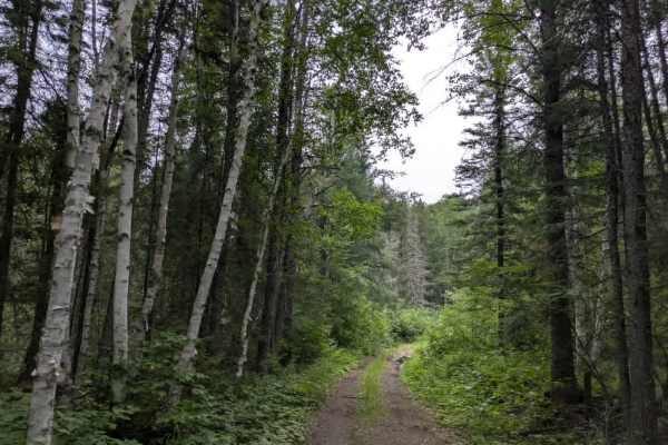 Prospectors Trail Number 8