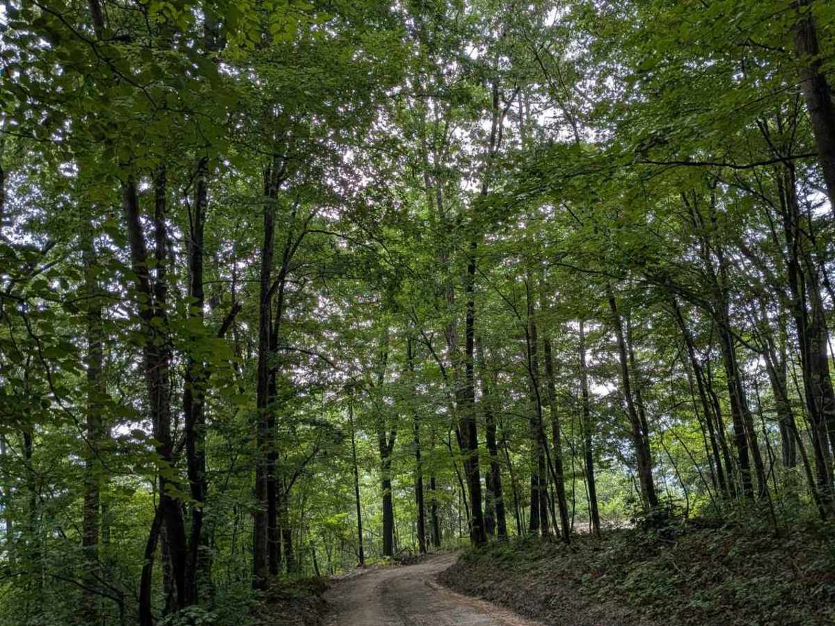Lusk Point Road photo 5