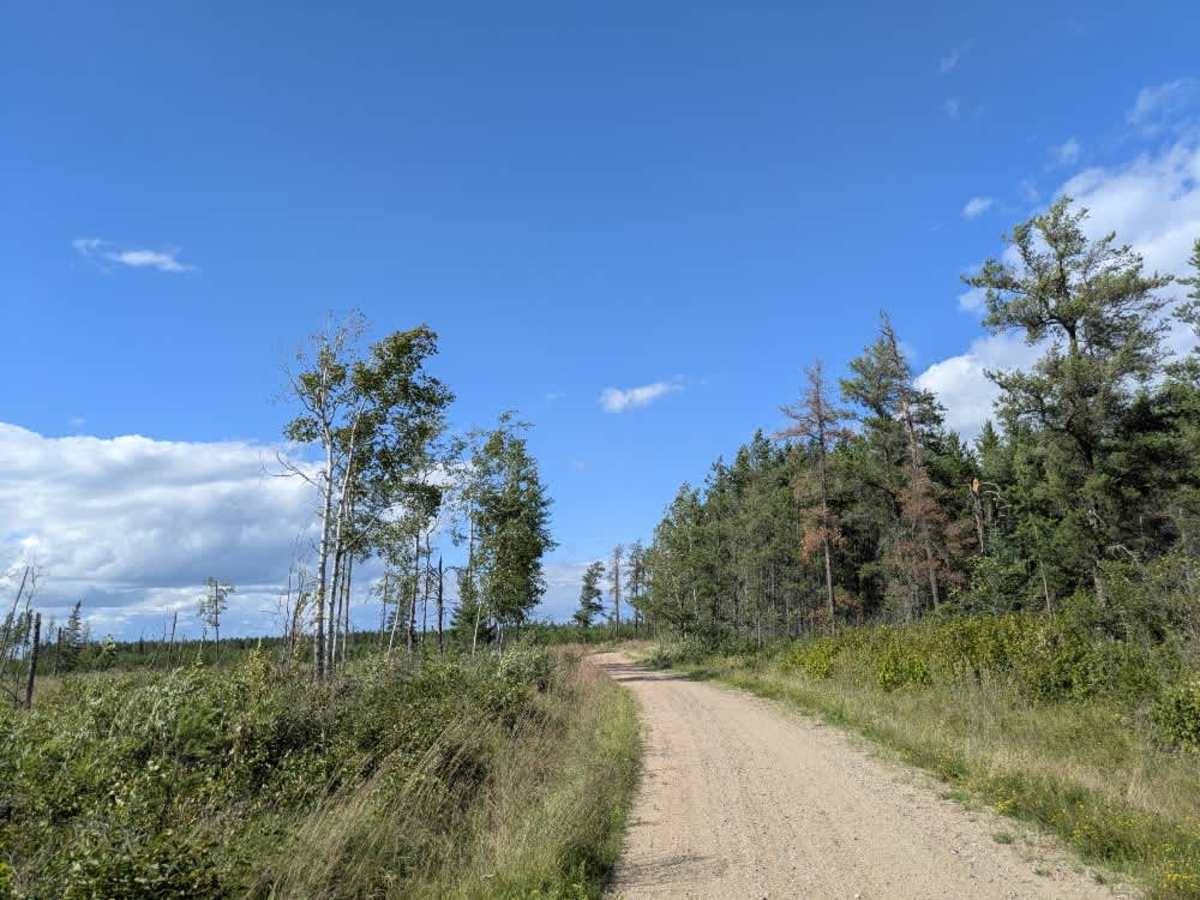 Root Forest Road trail photo