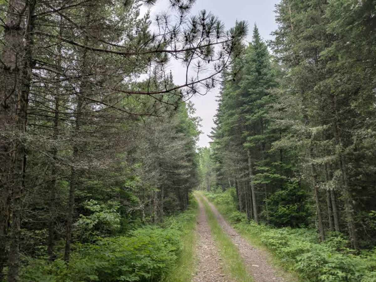 McDougal Lake Spur photo 5