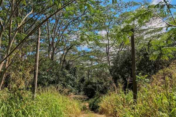 Jurassic Park Gate Trail