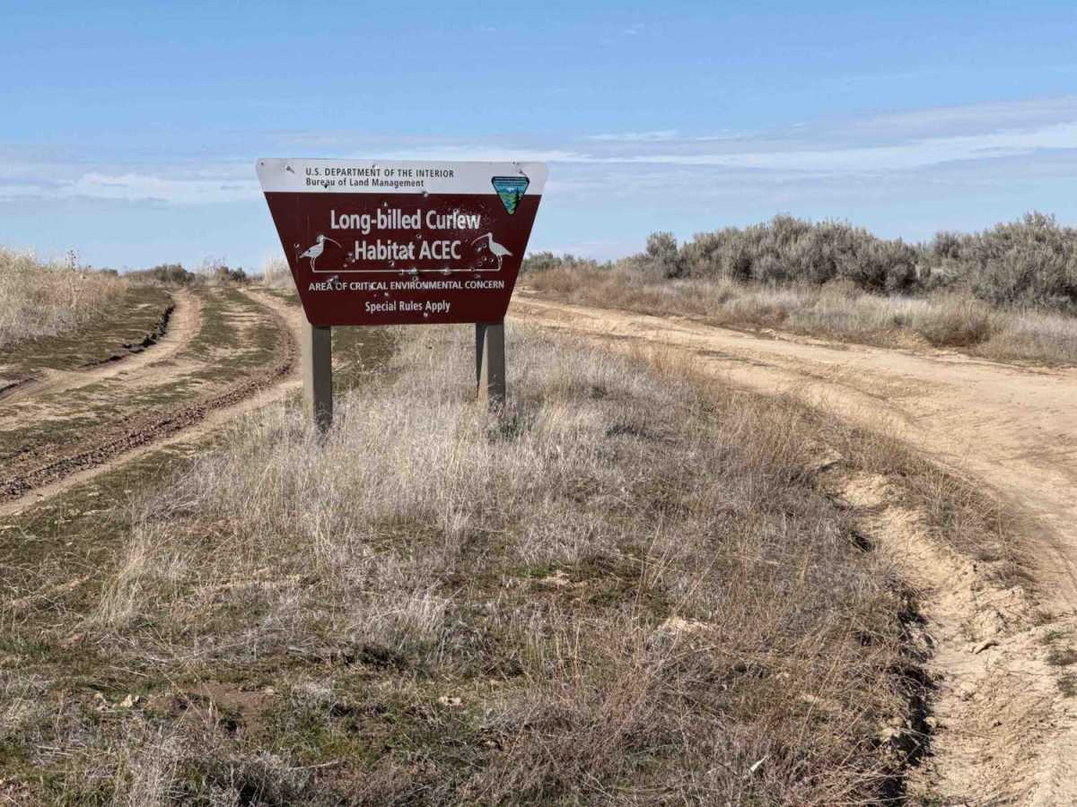 South Curlew Connector trail photo