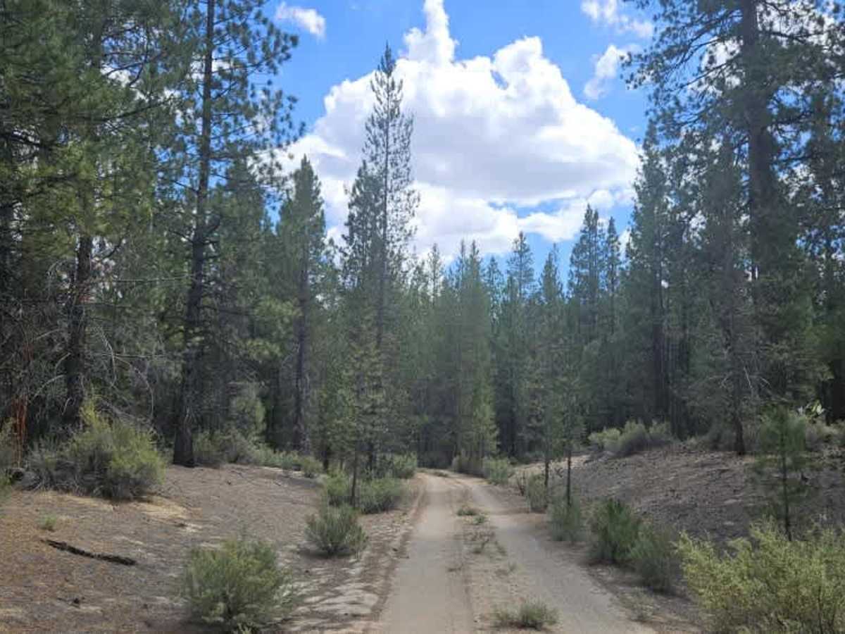 FS 4994000 trail photo