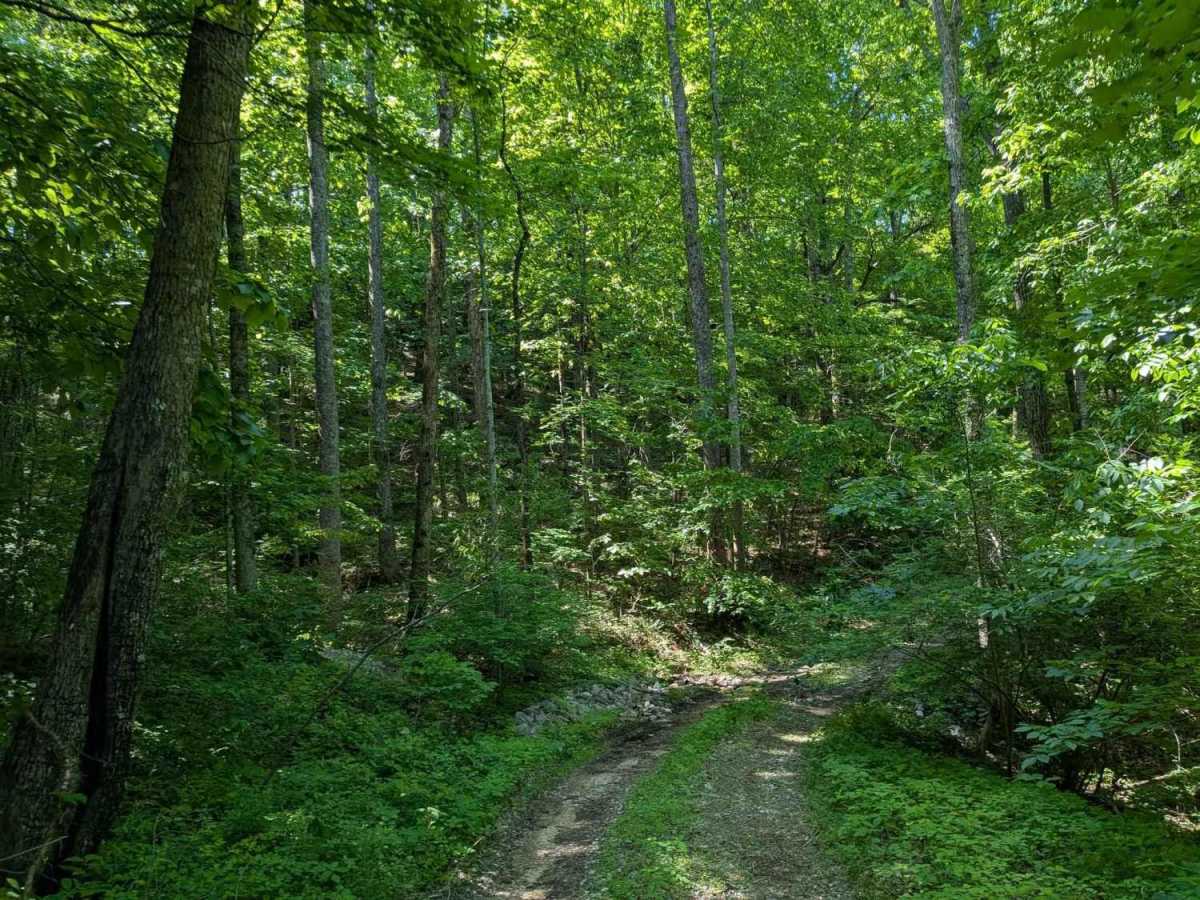 Paint Rock Trail trail photo