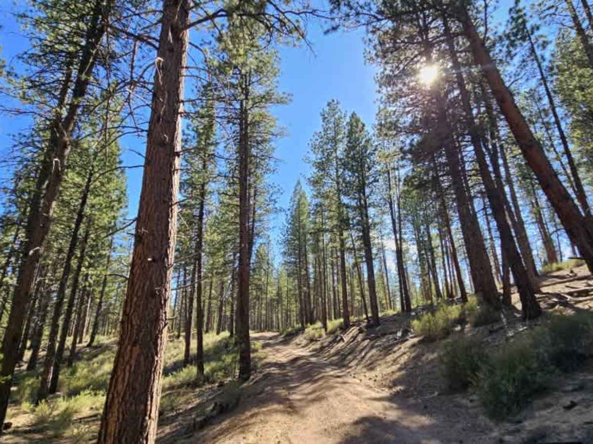 FS 2220200 trail photo