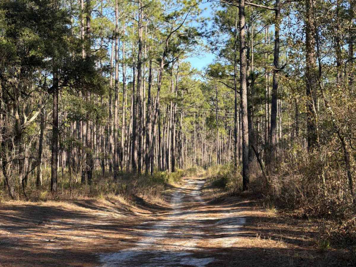 Leslie - FS 362 trail photo