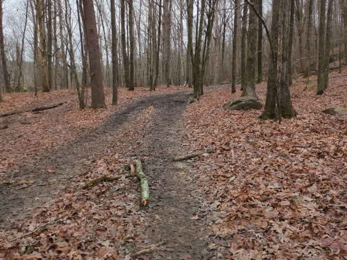 #131 Treestand photo 5