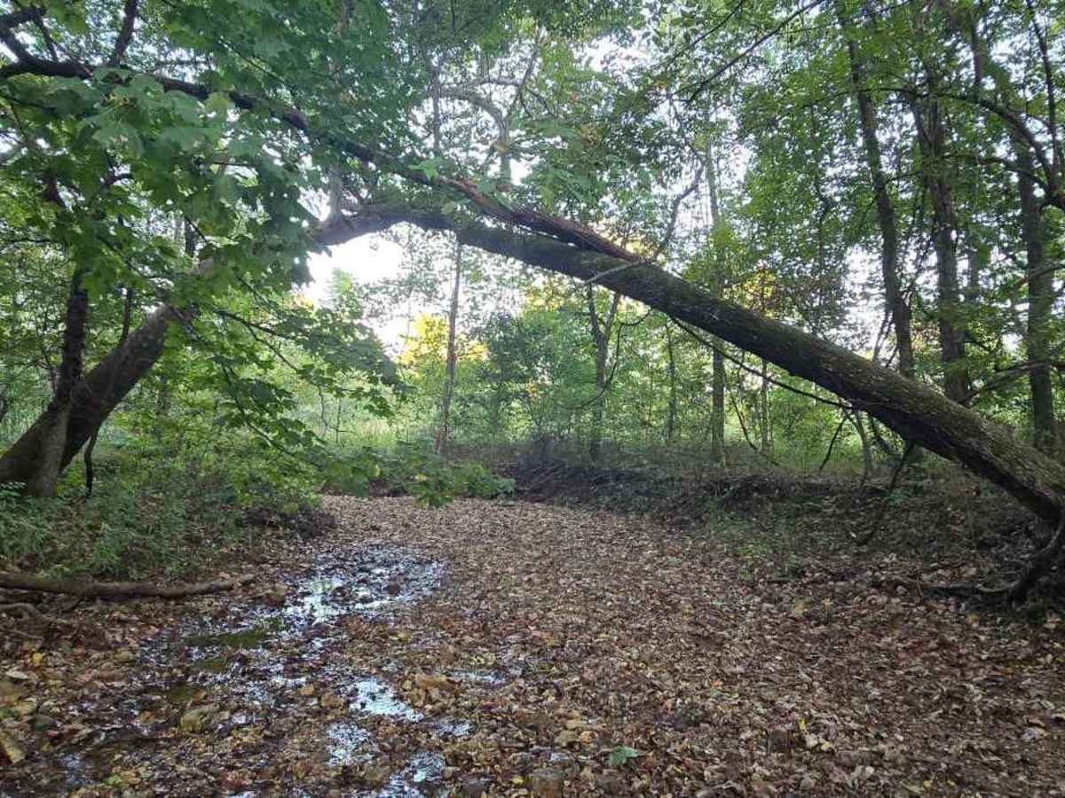 Paw Paw Path photo 3