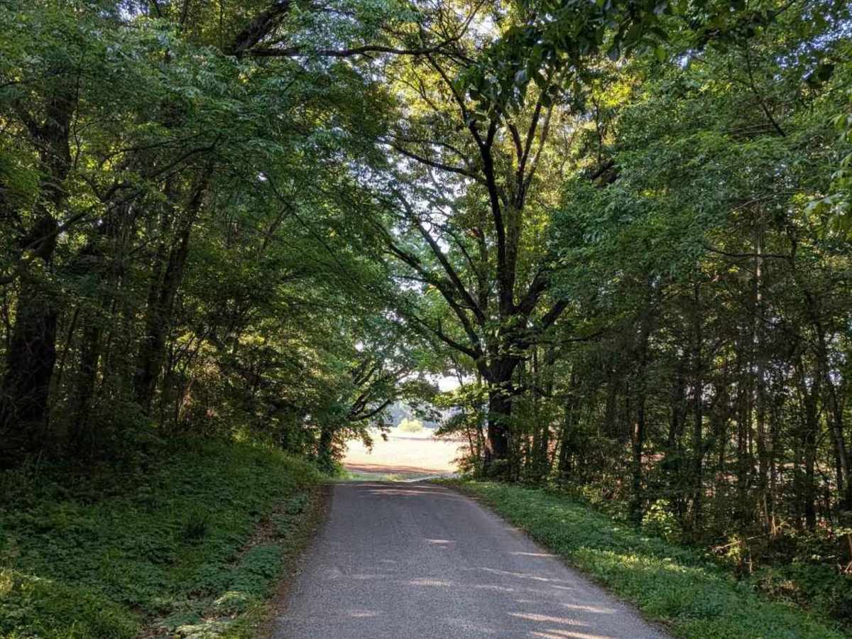 Counts Road trail photo