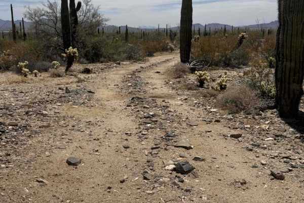 Saguaro Loop 