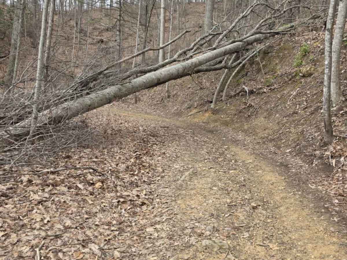 Upper Briar Creek Spur - FS 4354A photo 6