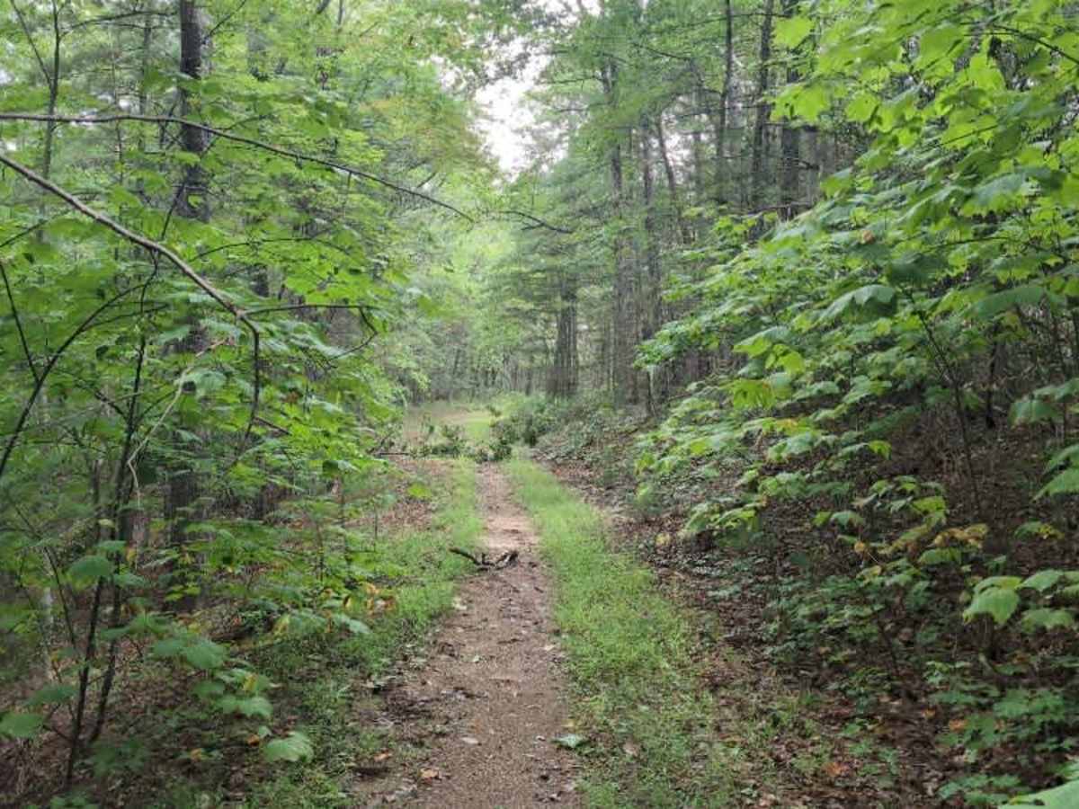 Virginia Highlands Horse Trail Spur C photo 2