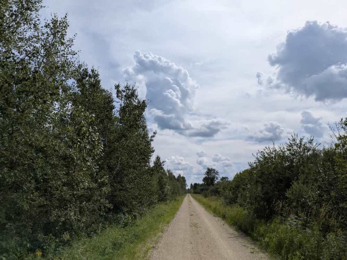 Pitt Grade Forest Trail photo 3