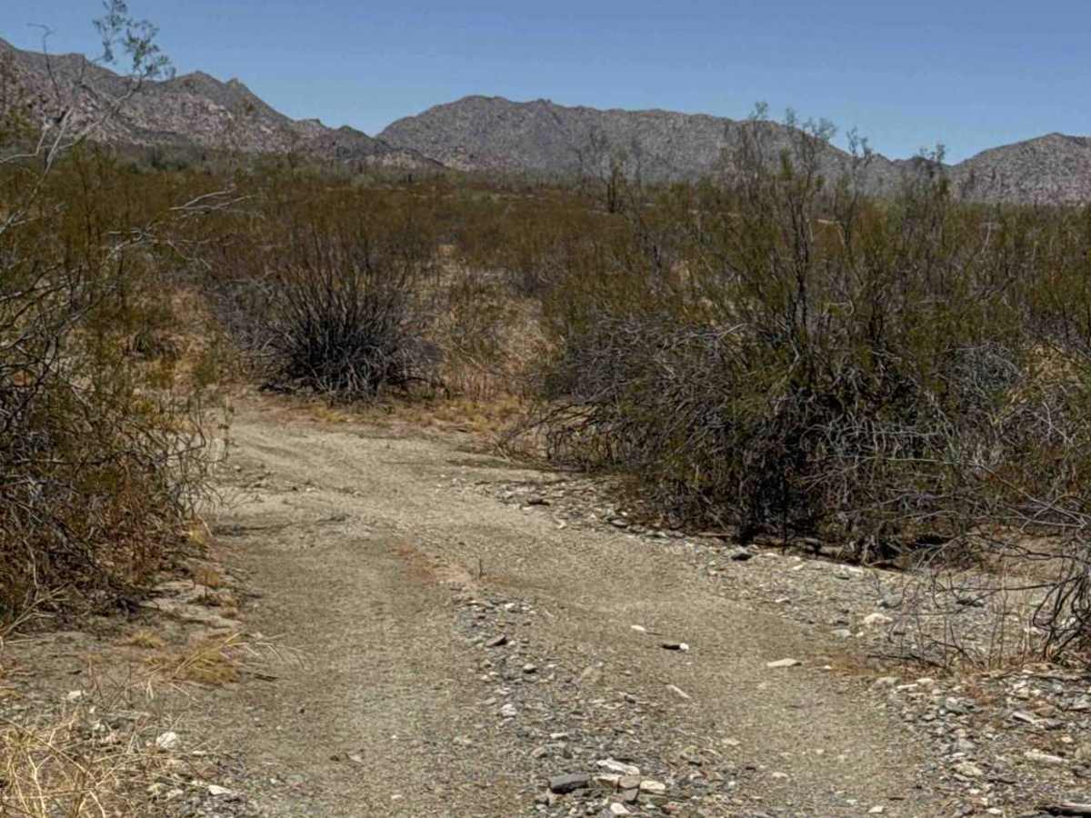 Creosote Corridor  photo 4