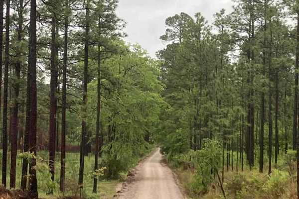 Camp Lowery Road