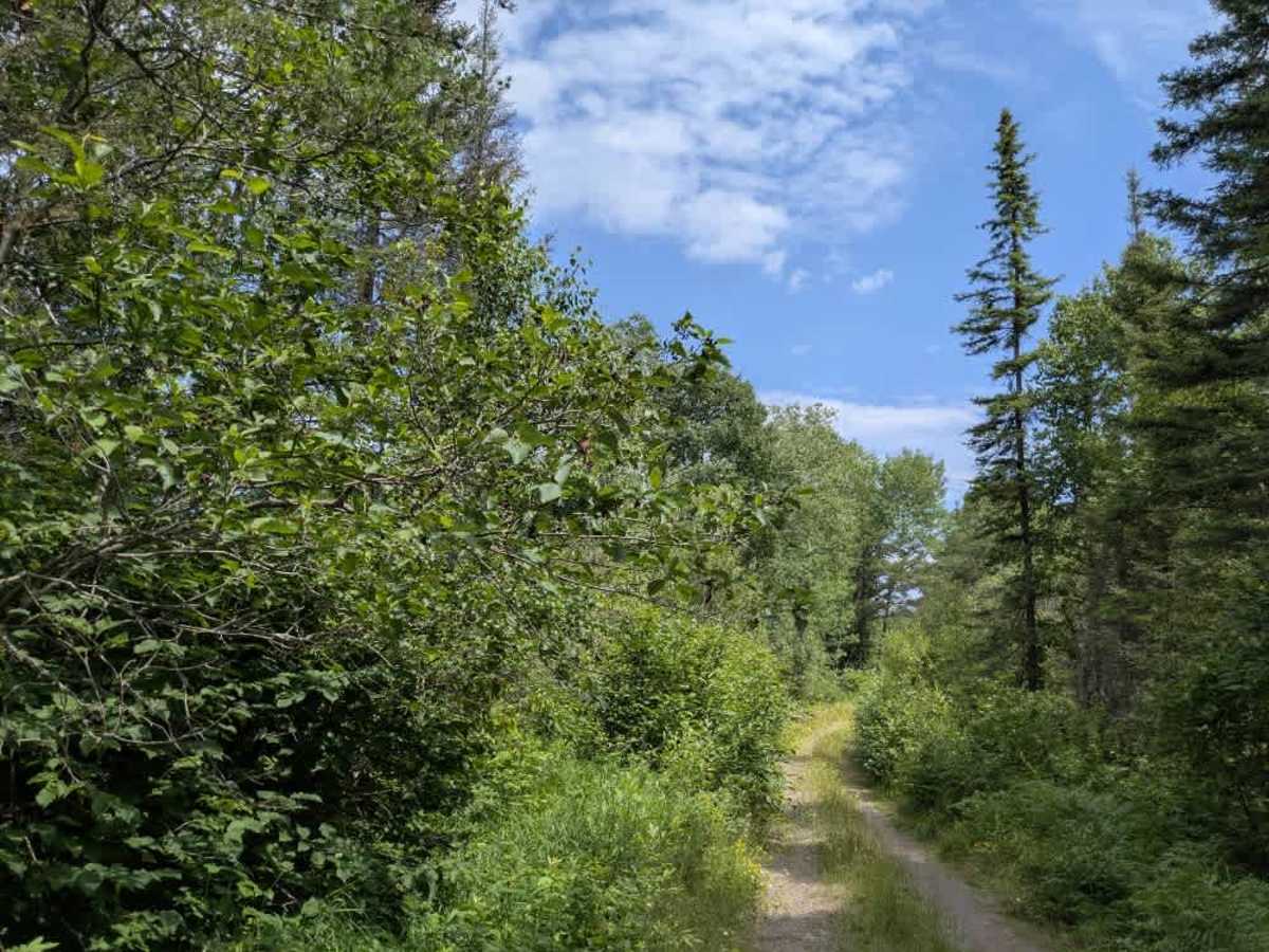 Tomlinson Lake Trail photo 5