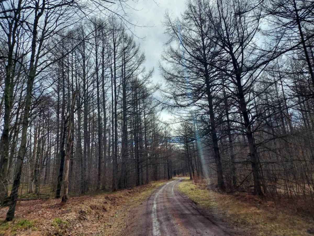 Straight Creek Road  photo 3