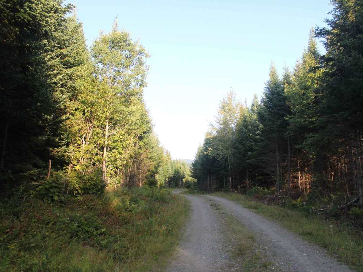 Cozy Brook Road photo 5