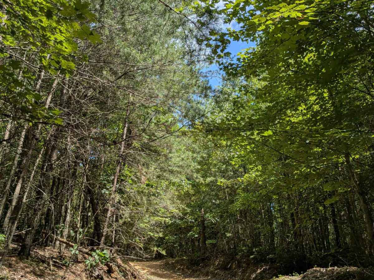 Brown Hollow Road photo 3