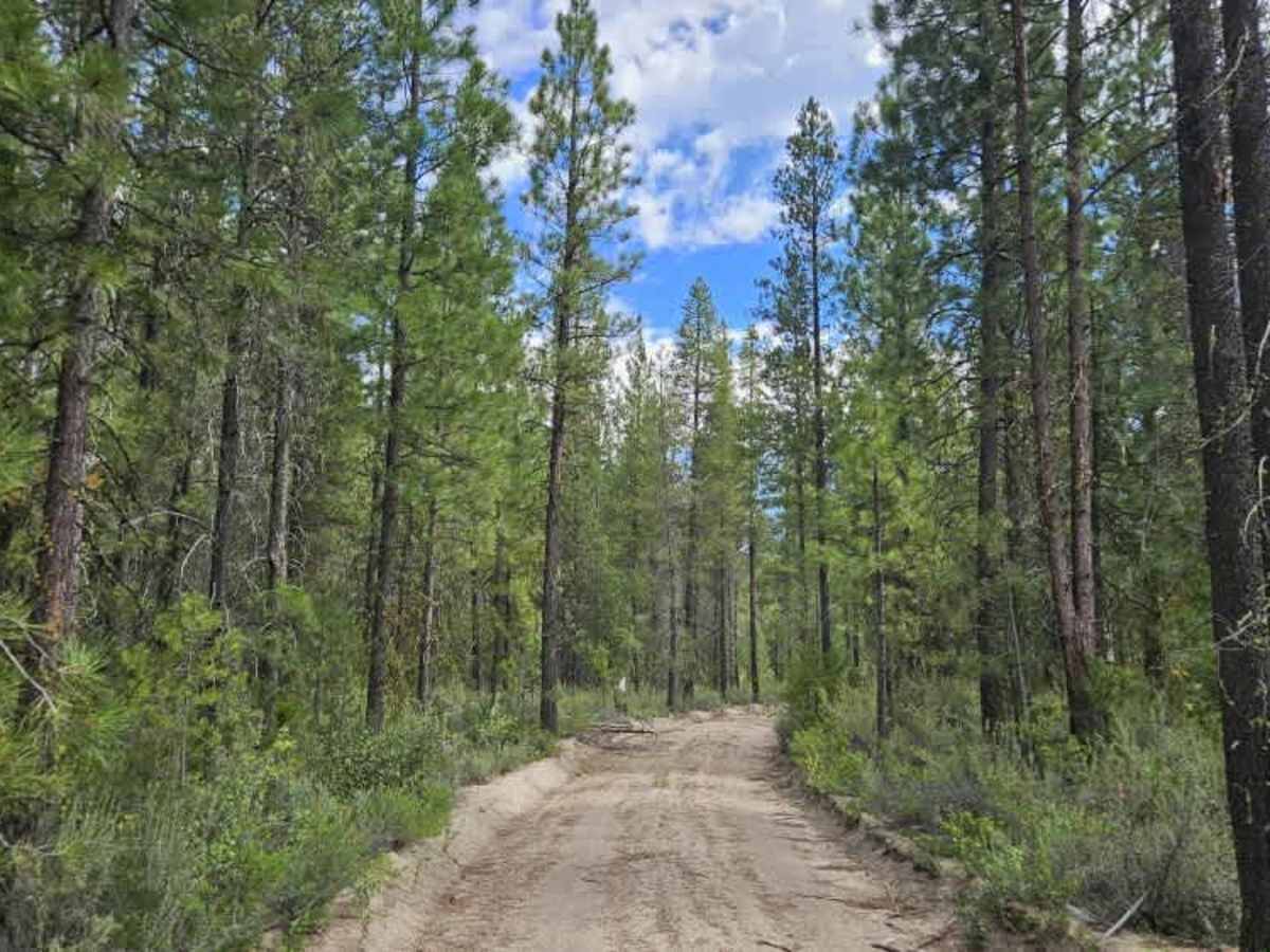 Forge - FS 9734000 trail photo