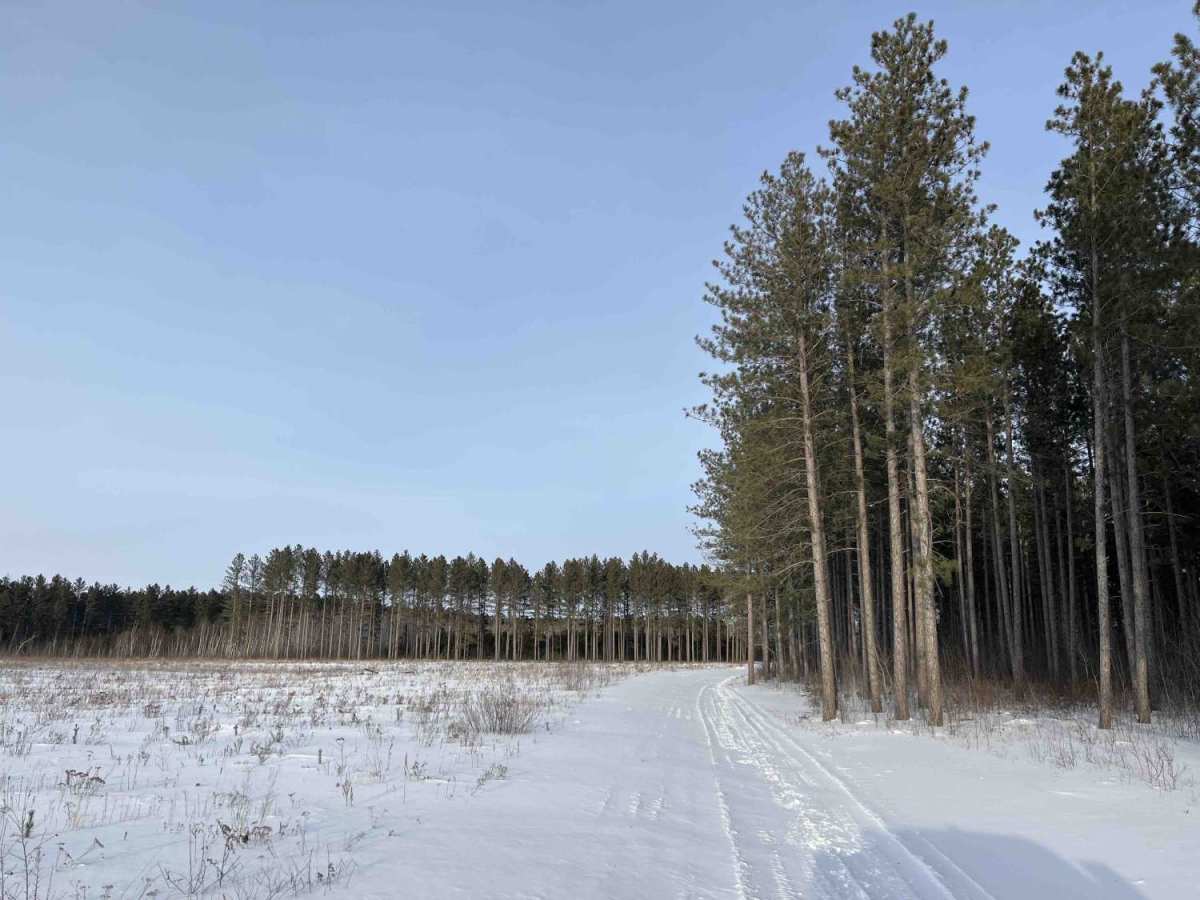 Cole Forest Road photo 4