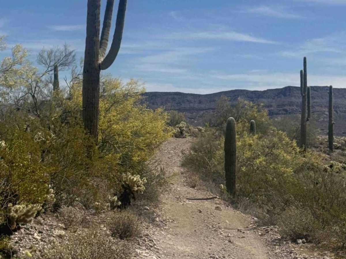 BLM 28063 trail photo