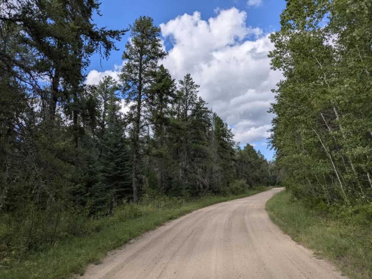 Bemis Hills Forest Road photo 4