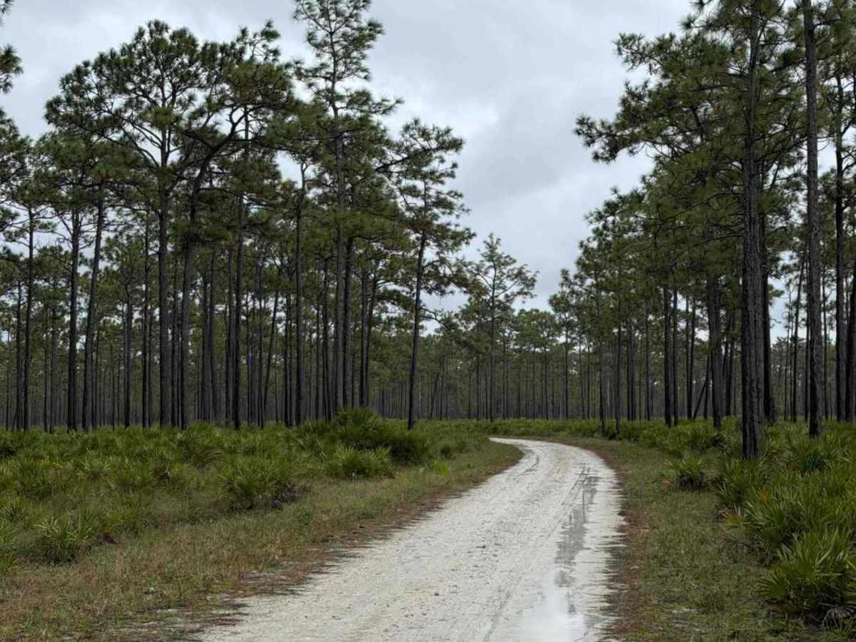 Road 1 - Three Lakes WMA photo 3
