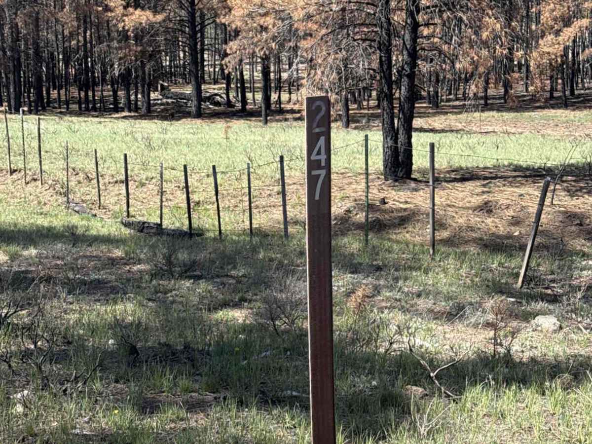 FS 247 trail photo