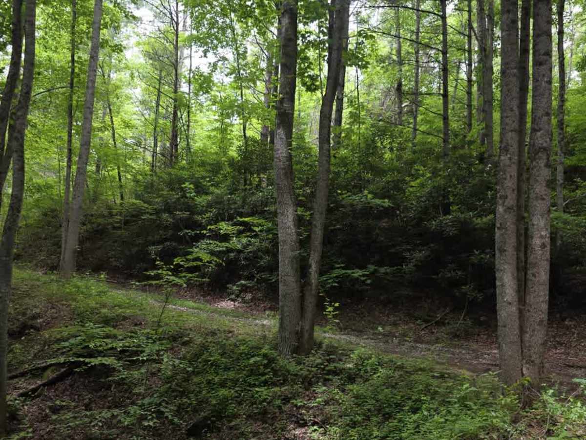 Devil's Kitchen Branch photo 4