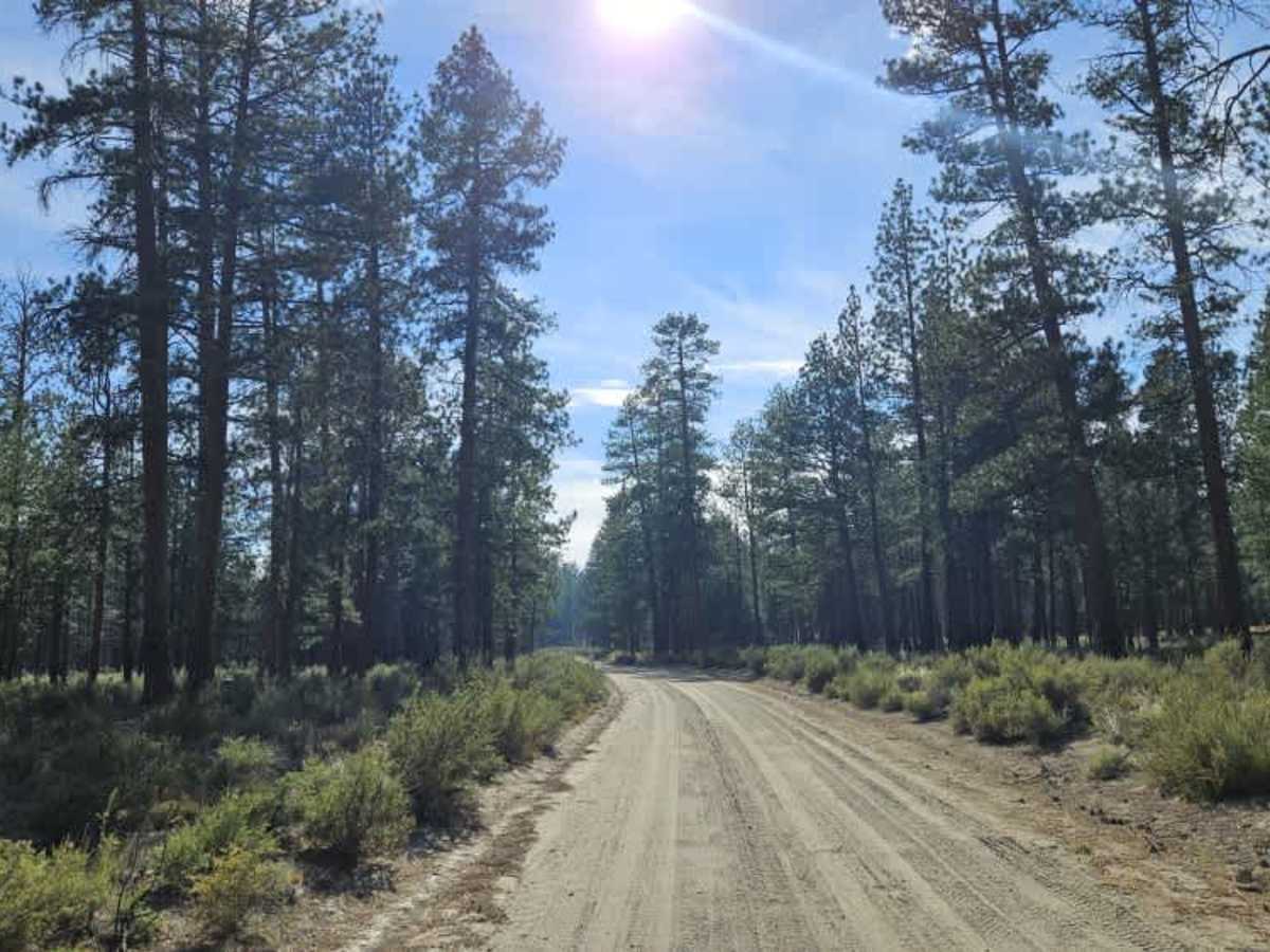 FS 2517000 trail photo