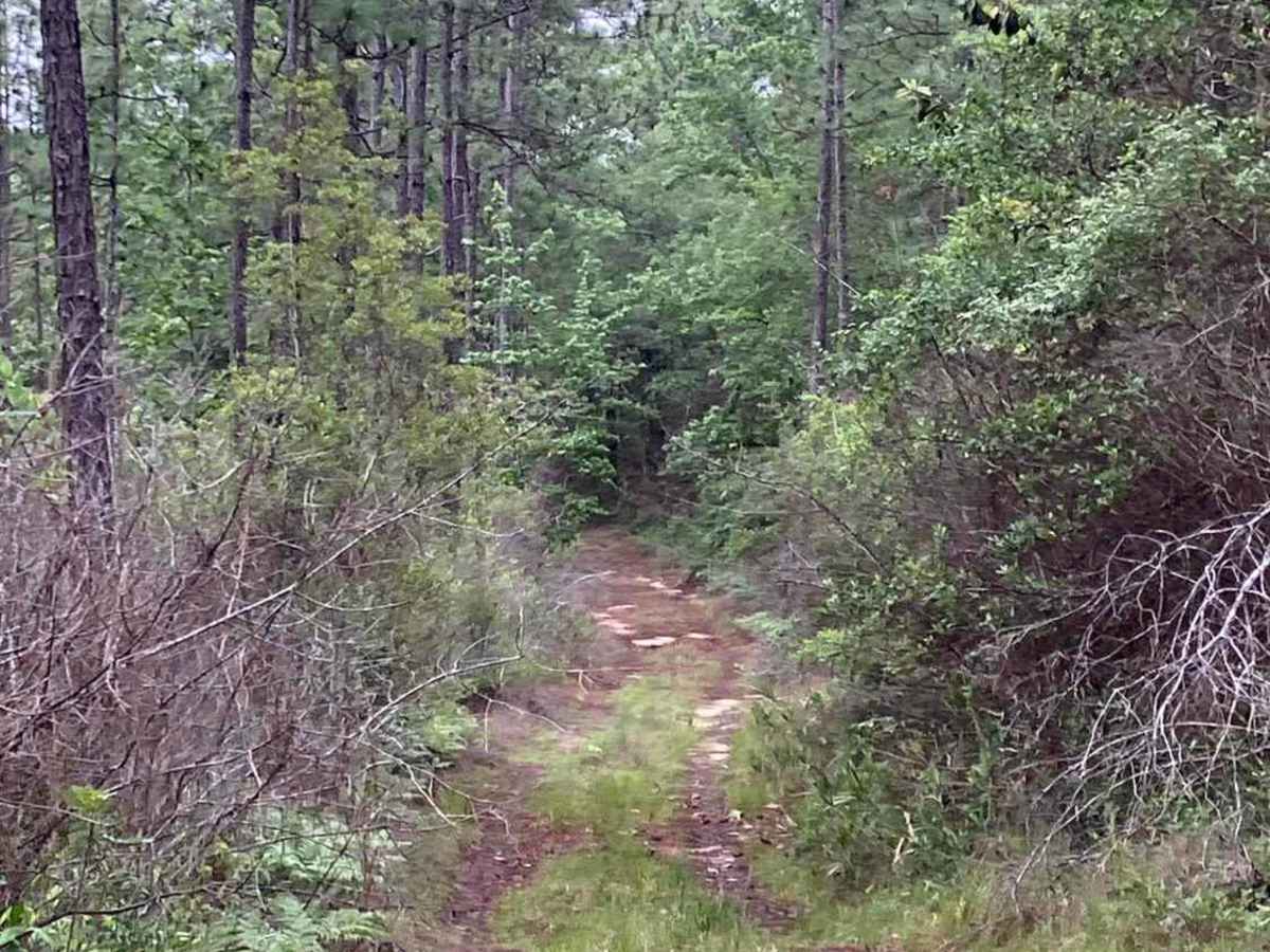 Jody Lane - C34 trail photo