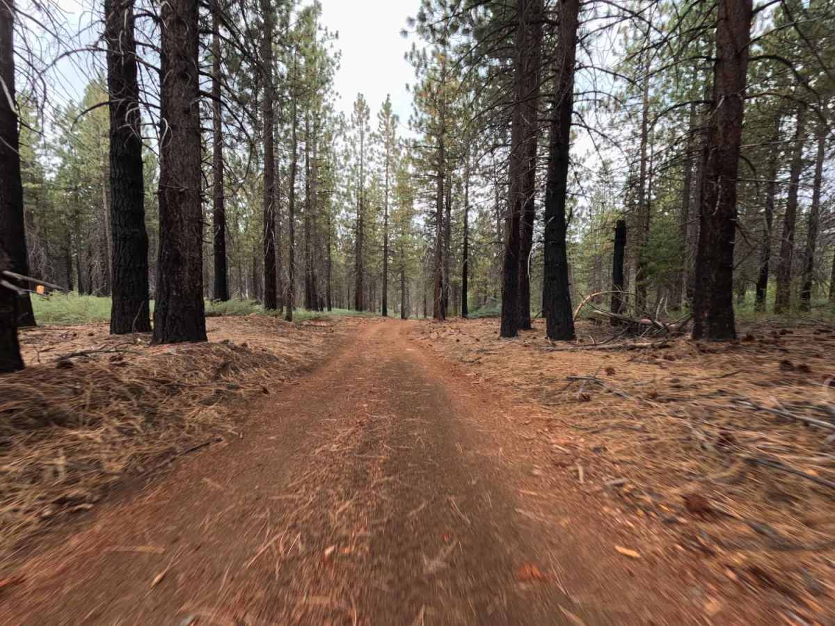 Minarets Number 80 - FS 5S012Y trail photo