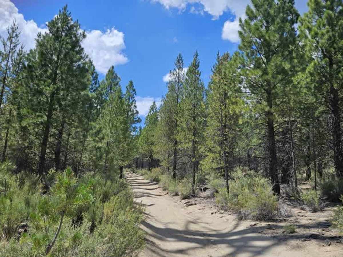 FS 4983490 trail photo
