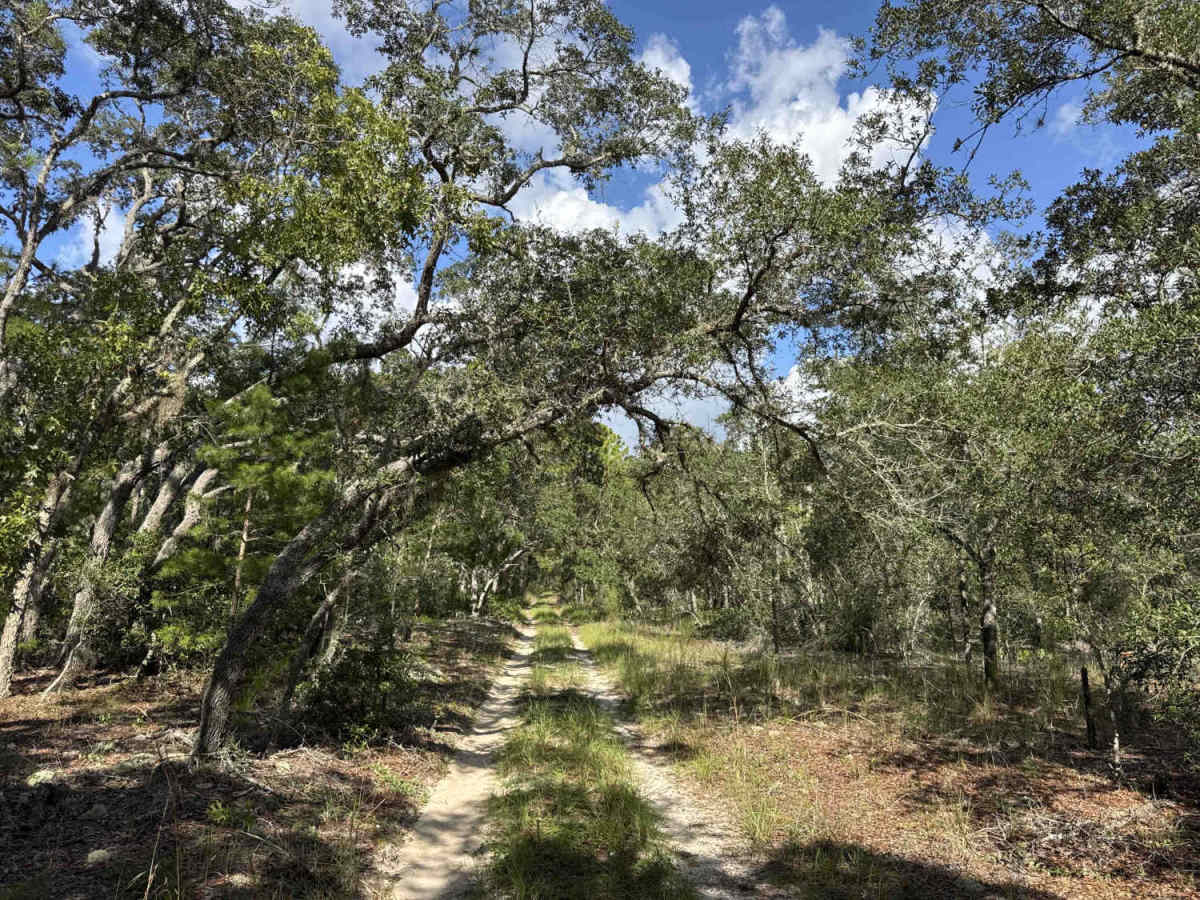 Trail 4 - Citrus WMA photo 4