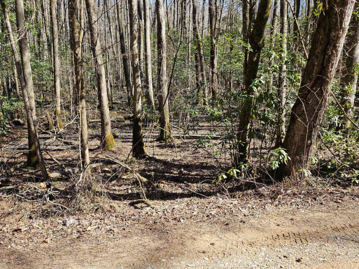 Bishop Road - FS 707 photo 5