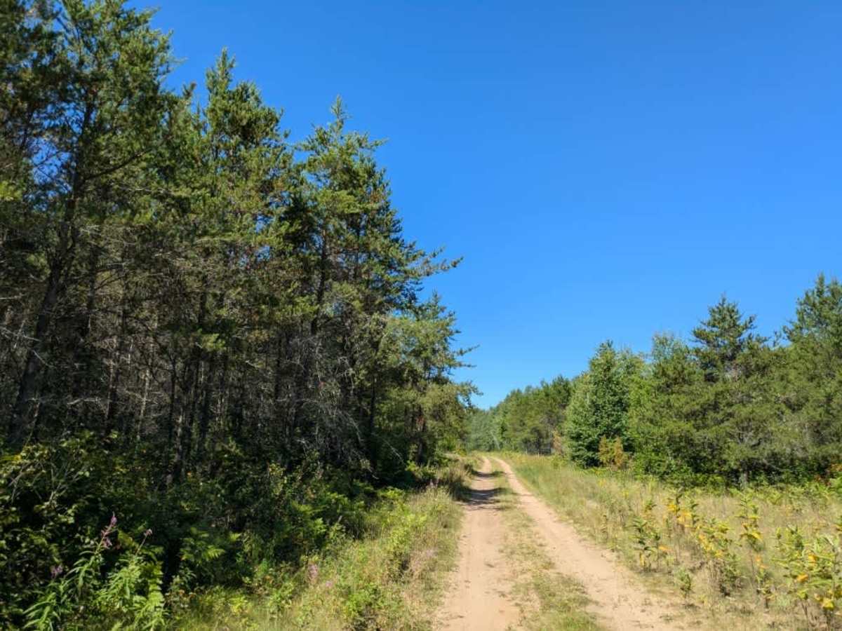 Swartz Forest Road photo 4