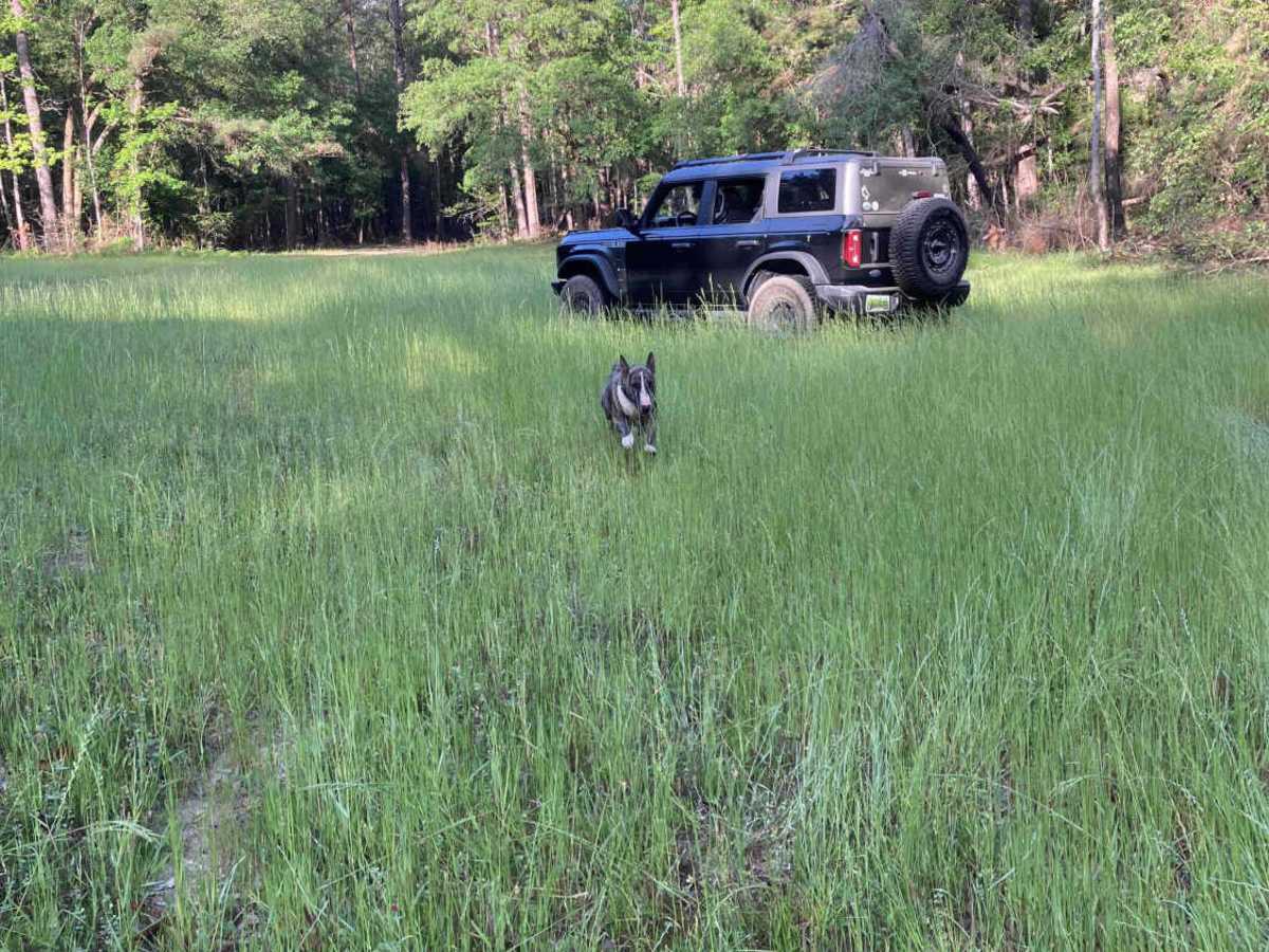 Turkey Trot - FS 351 trail photo
