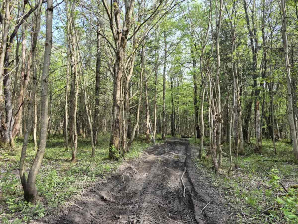 Flat Rock Swamp Spur trail photo