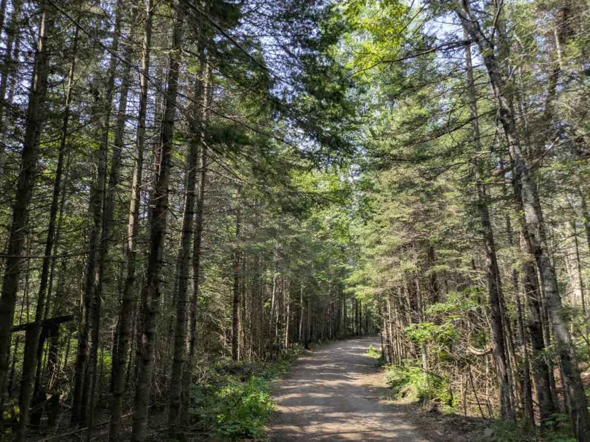 Ward Lake trail photo
