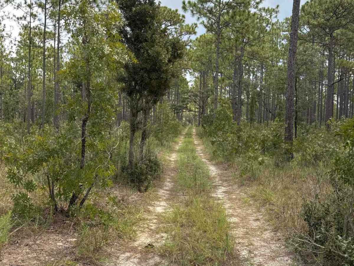 Trail 18a - Citrus WMA photo 4