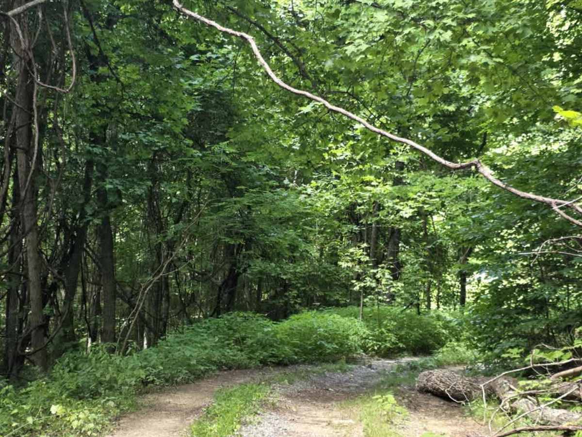 Rattlesnake Road photo 3