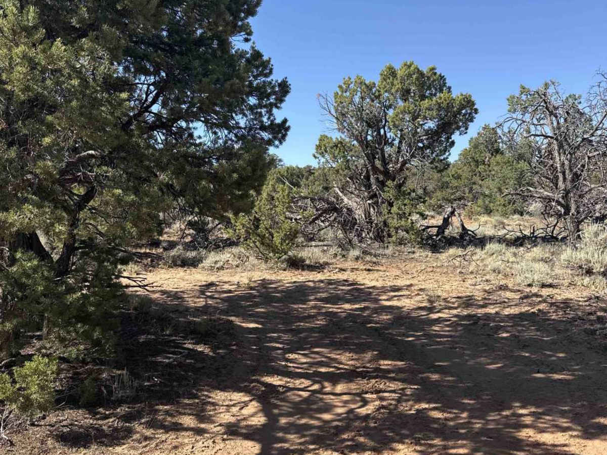 BLM 777 photo 5