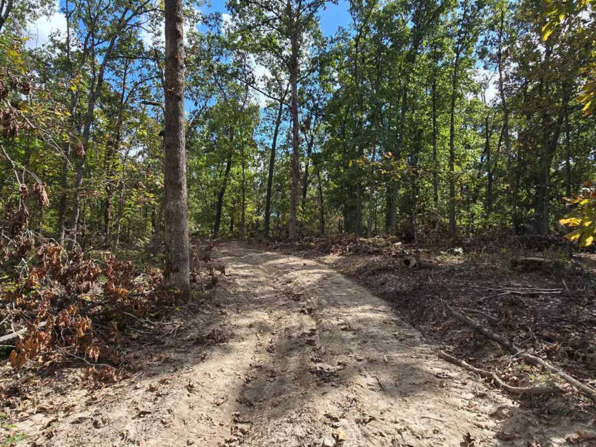 Logging Trail #1 photo 5