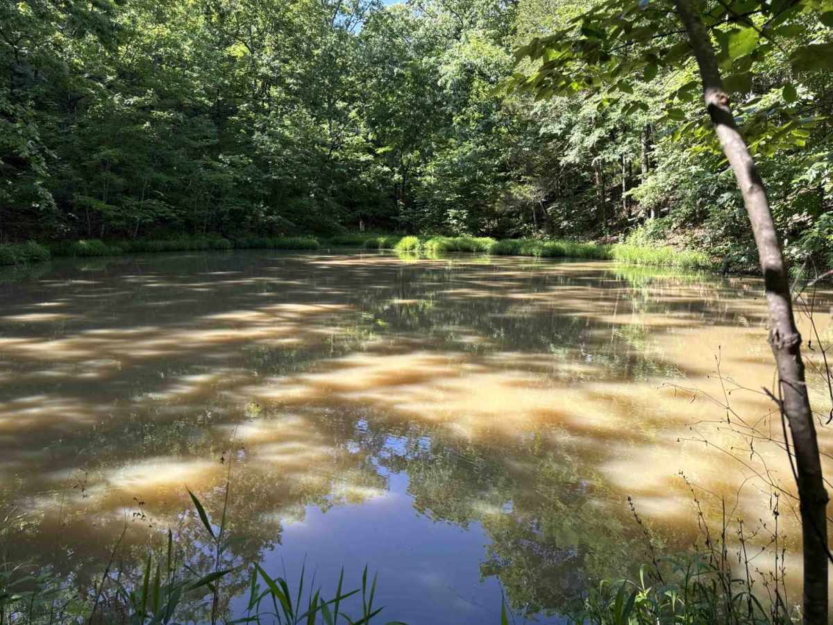 Cove Creek Crossing  photo 3
