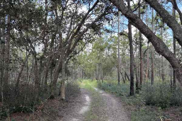 Trail 4 - Citrus WMA