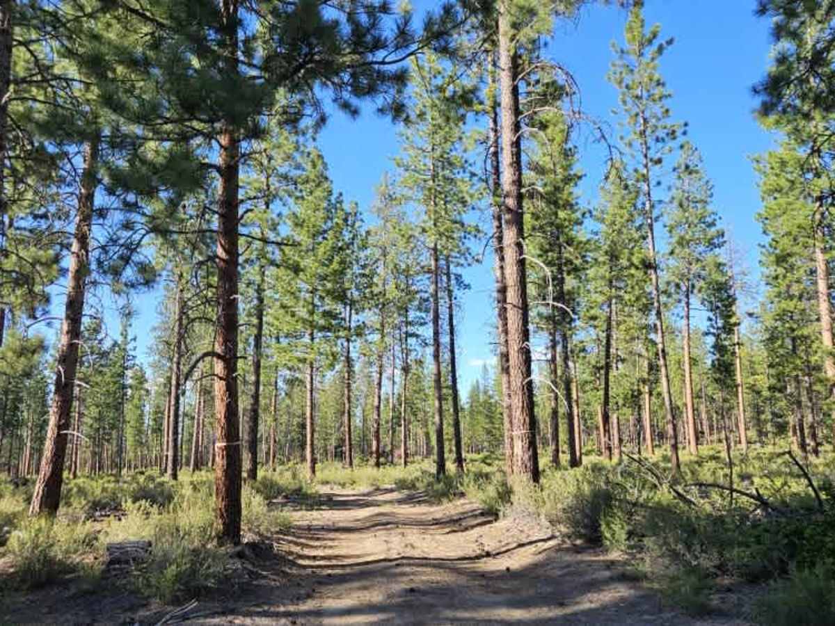 FS 2200142 trail photo