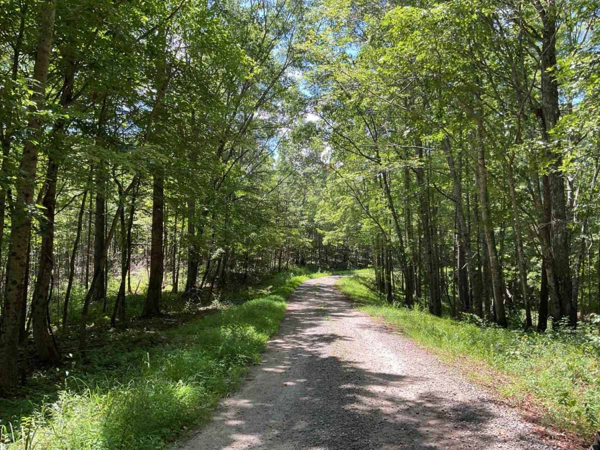 Beech Creek Road - FS 307 photo 4