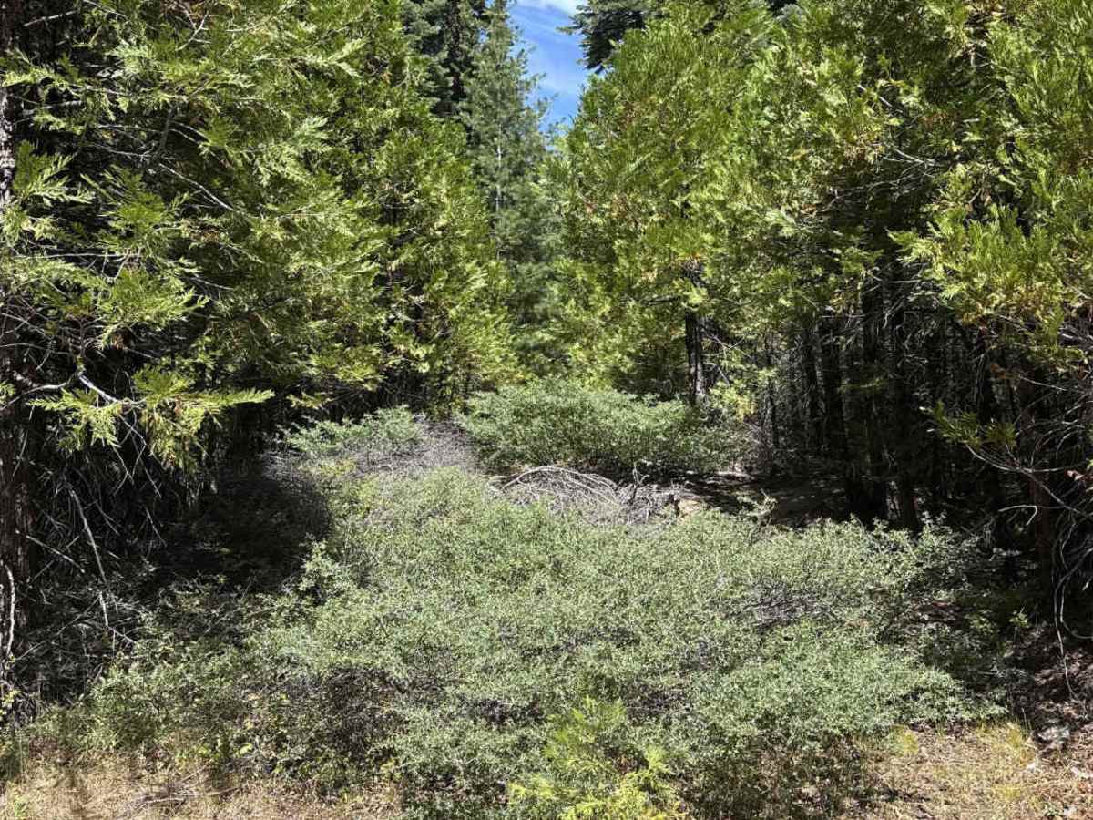 FS 7N82 trail photo