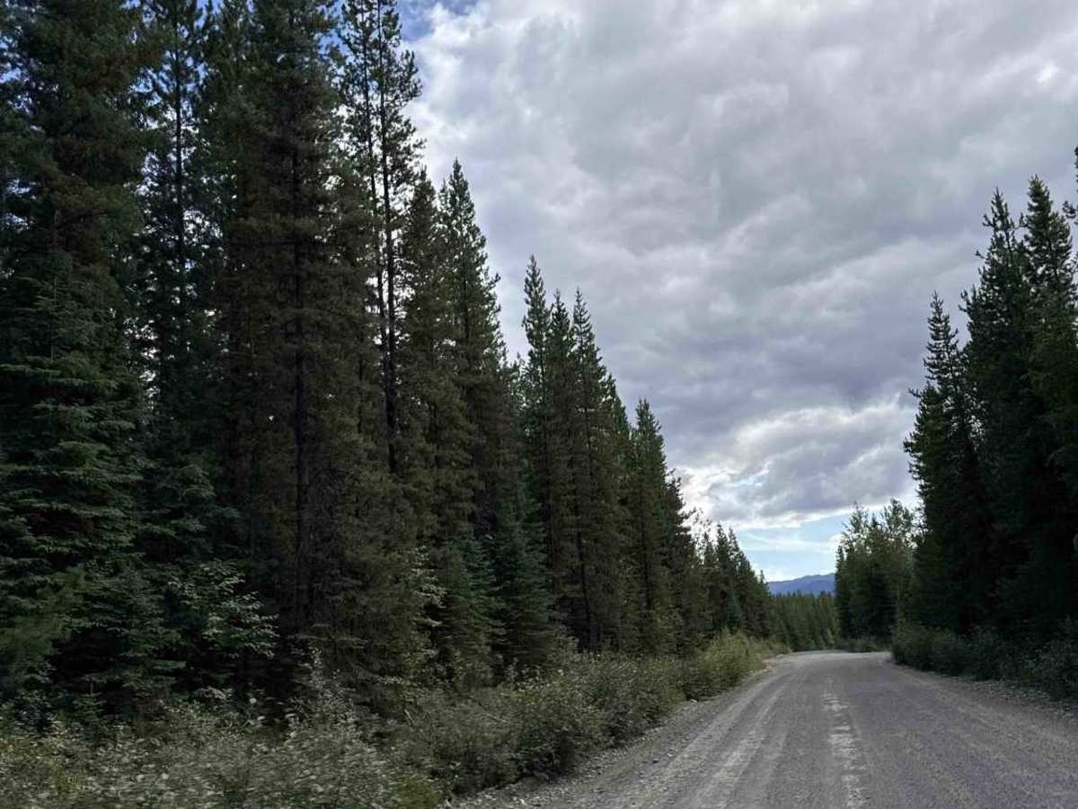 Bowron FSR (Haggle Creek) photo 2